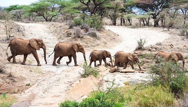 Tanzania Safari Experience