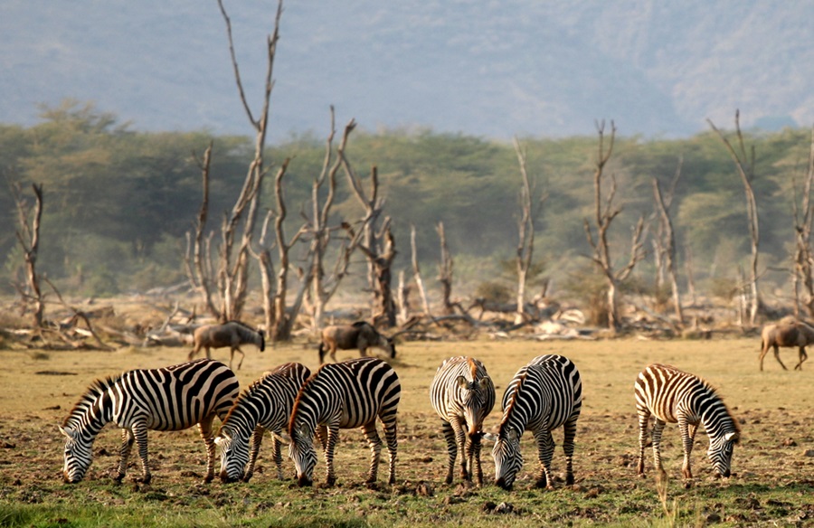 Lake_Manyara_Wildlife Lake Manyara National Park
