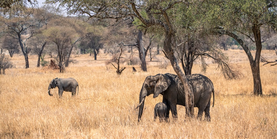 Tarangire-Tanzania Tarangire National Park