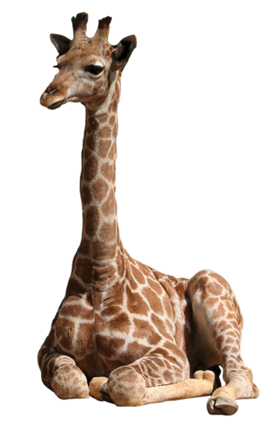 giraffe in tanzania Africa Safari Adventures