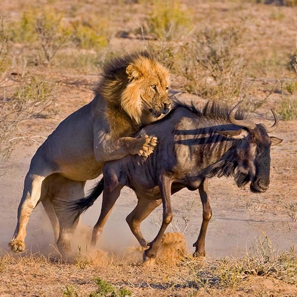hunting lion African Safari Experience