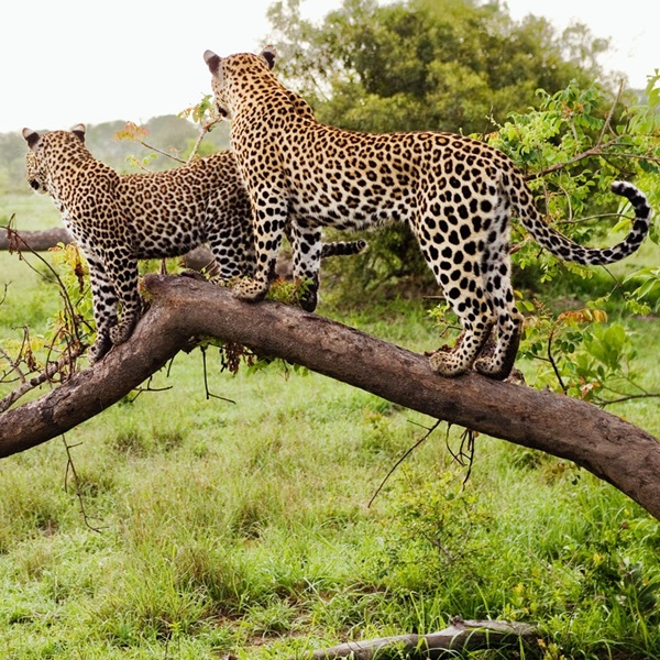 leopard African Safari Adventure