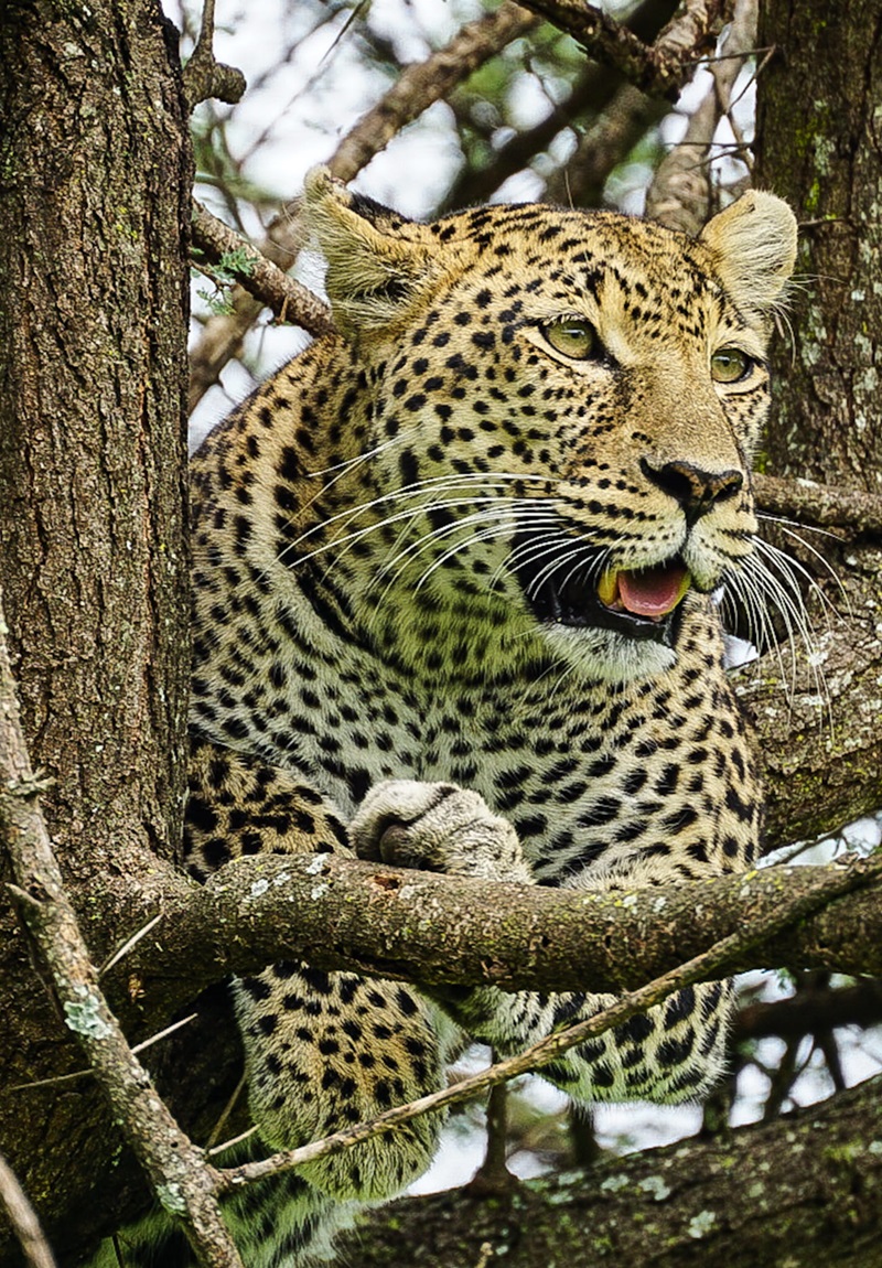 male leopard at pause Tanzania Wildlife Safari