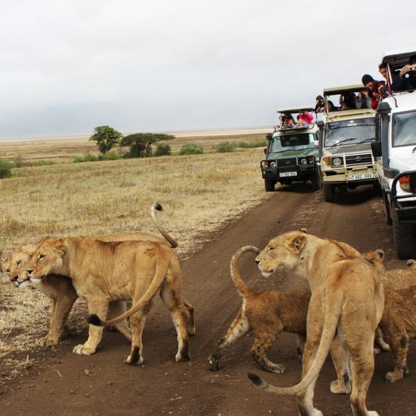 Tanzania Safari Tour