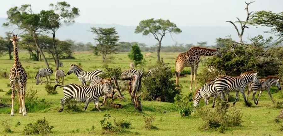 serengeti wildlife Serengeti National Park