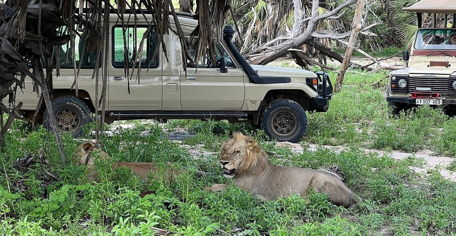 Game viewing Selous Game Viewing Selous Game Reserve