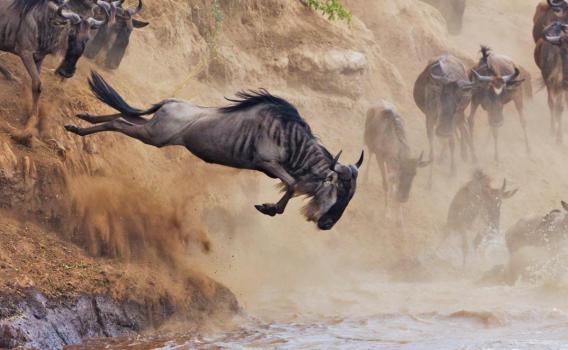 Great-Wildebeest-Migration Mara River Crossing