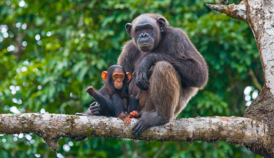 Chimpanzee Trekking Mahale