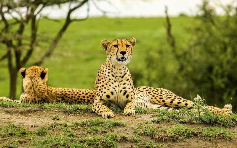 Serengeti Cheetah Serengeti Cheetah Safari
