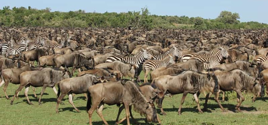 Serengeti park animals Serengeti Safari Tanzania