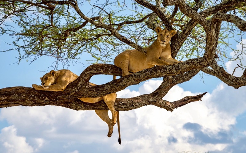 Tree Climbing Lion Manyara Big Five Safari
