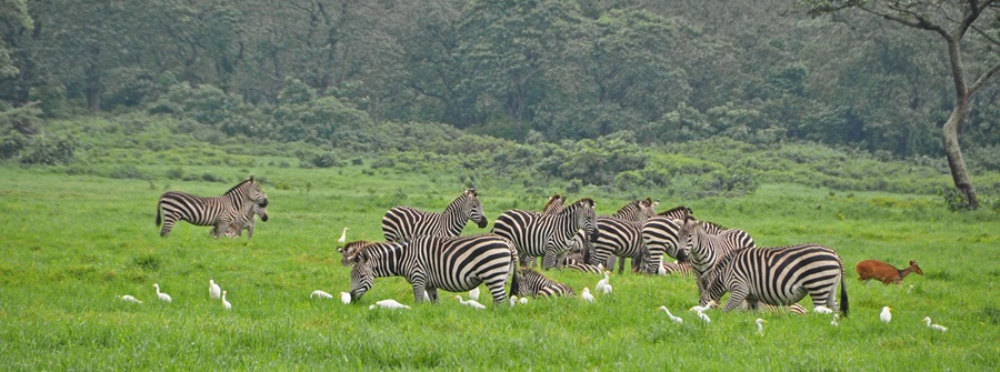 arusha-national-park-zebras Arusha National Park
