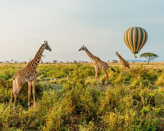 ballon safari Balloon Safari Serengeti