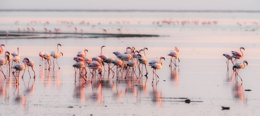 Tanzania Safari Tour