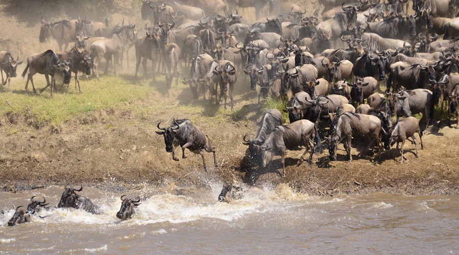 Mara River Crossing