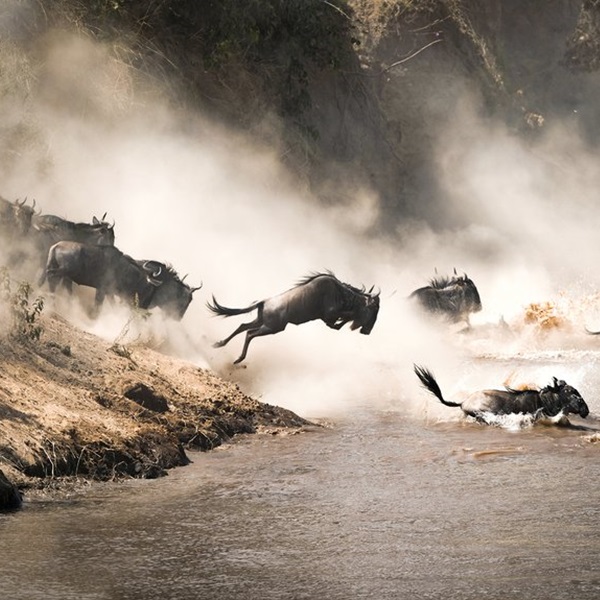 Mara River Crossing 