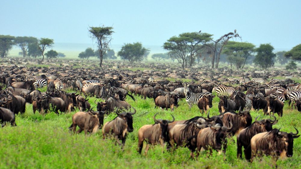 serengeti animals Wildebeest Migration Serengeti