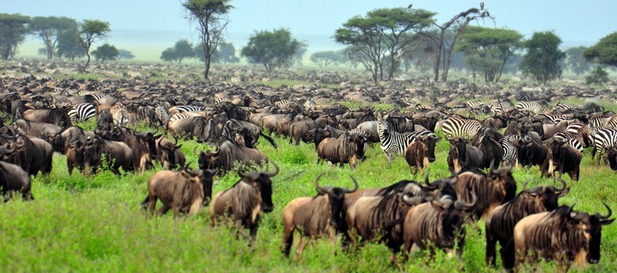 serengeti animals Serengeti Ngorongoro Safari