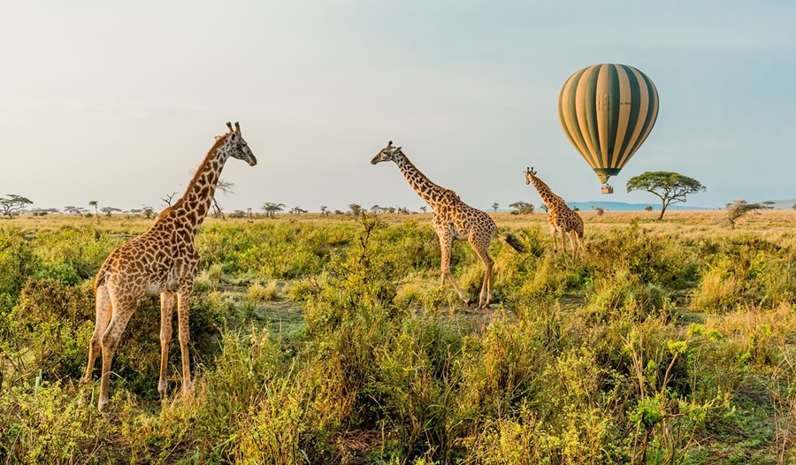 serengeti hotair balloon safari Serengeti Hot Air Balloon Safari
