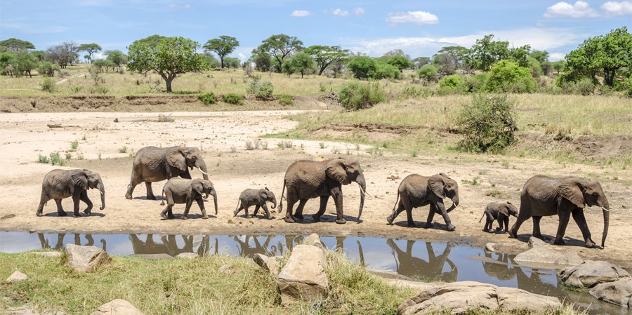 Wildlife Safari & Zanzibar