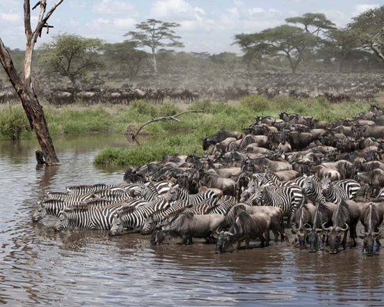 wildebeest serengeti Tanzania Great Migration